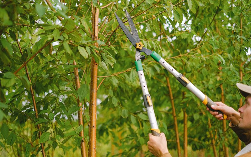 Tree trimming in Voltaire, ND