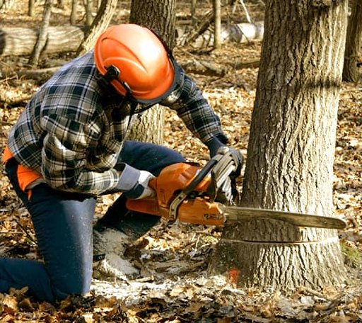 Tree Removal in Voltaire, ND